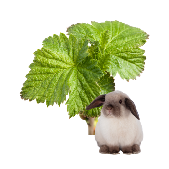 Czarna porzeczka liść